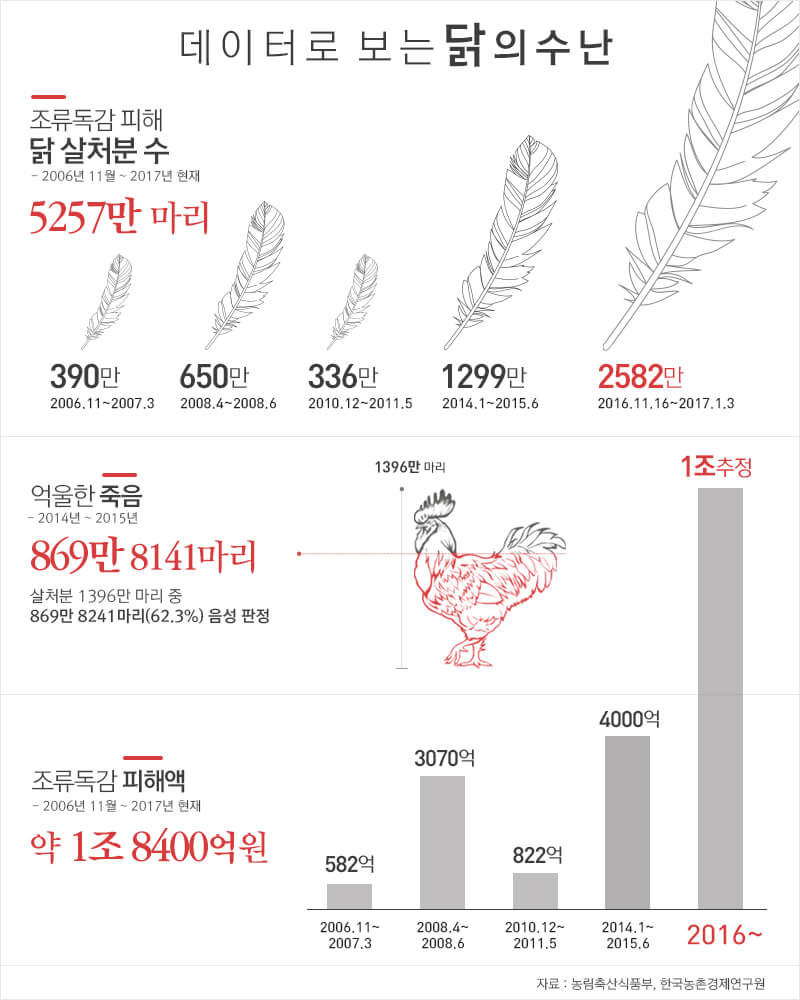 데이터로 보는 닭의 수난, 조류독감 피해 닭 살처분 수 4675만 마리, 억울한 죽음 869만 8141마리, 조류독감 피해액 약 1조 8400억원