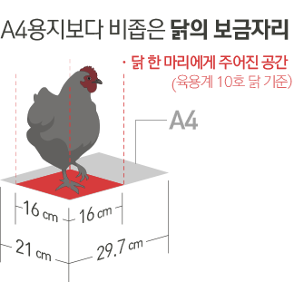 A4용지보다 비좁은 닭의 보금자리. 닭 한마리에게 주어진 공간